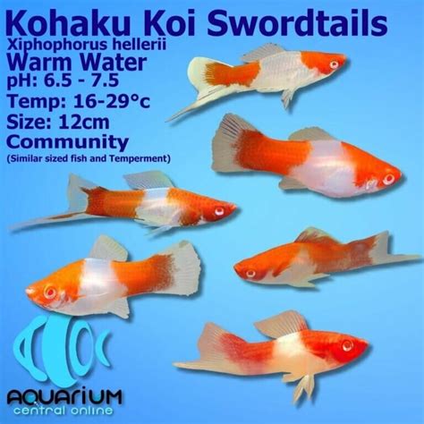swordtail drama continues .